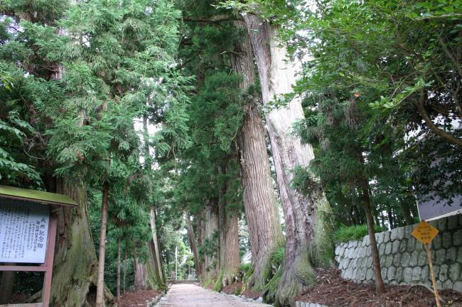 諏訪神社参道杉並木入口から見る