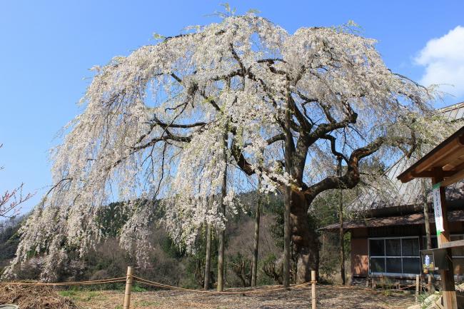 平原のしだれ桜