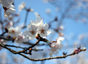 邑南町の町花　桜